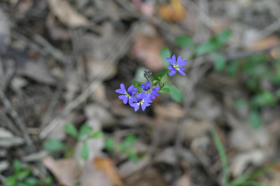 Background blue flowers