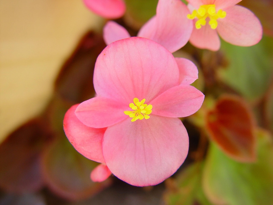 Flowers pink yellow