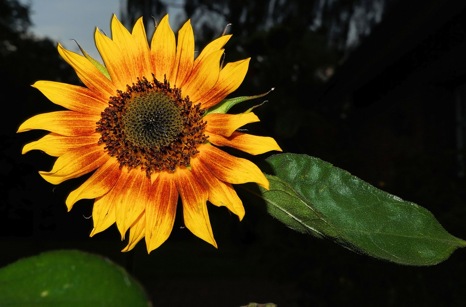 Yellow summer bright