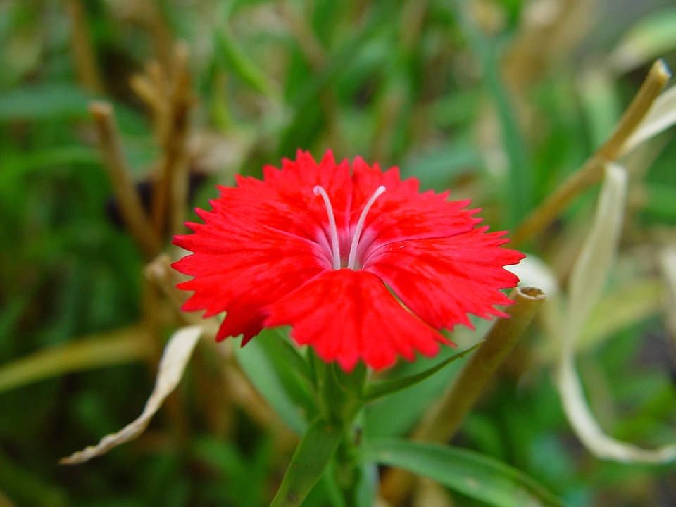 Bloom hiding red