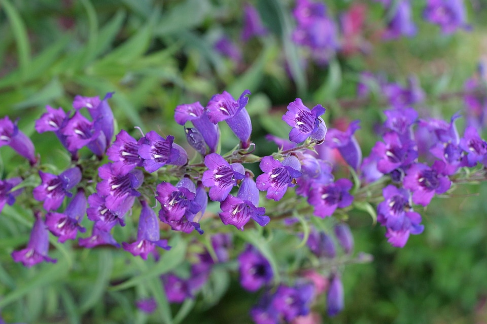 Flowers little purplish