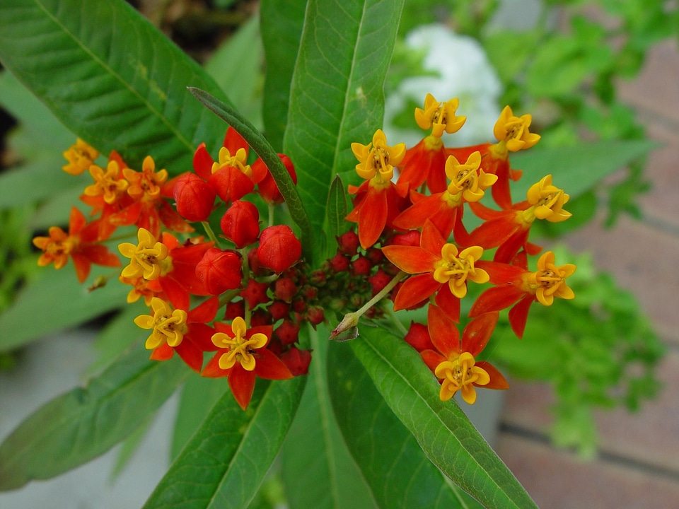 Flowers little orange