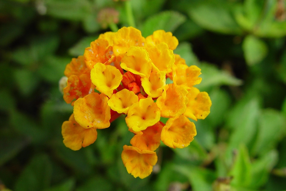 Flowers little orange