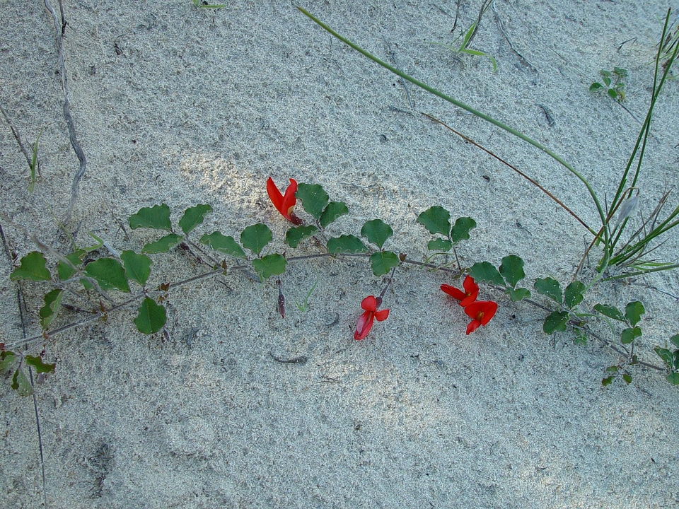 Challenge flowers little