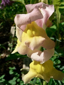 Bloom snapdragon yellow