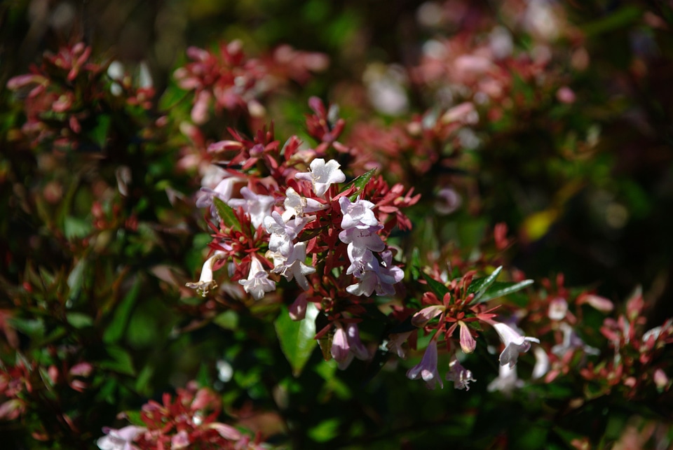 Flowers little small white