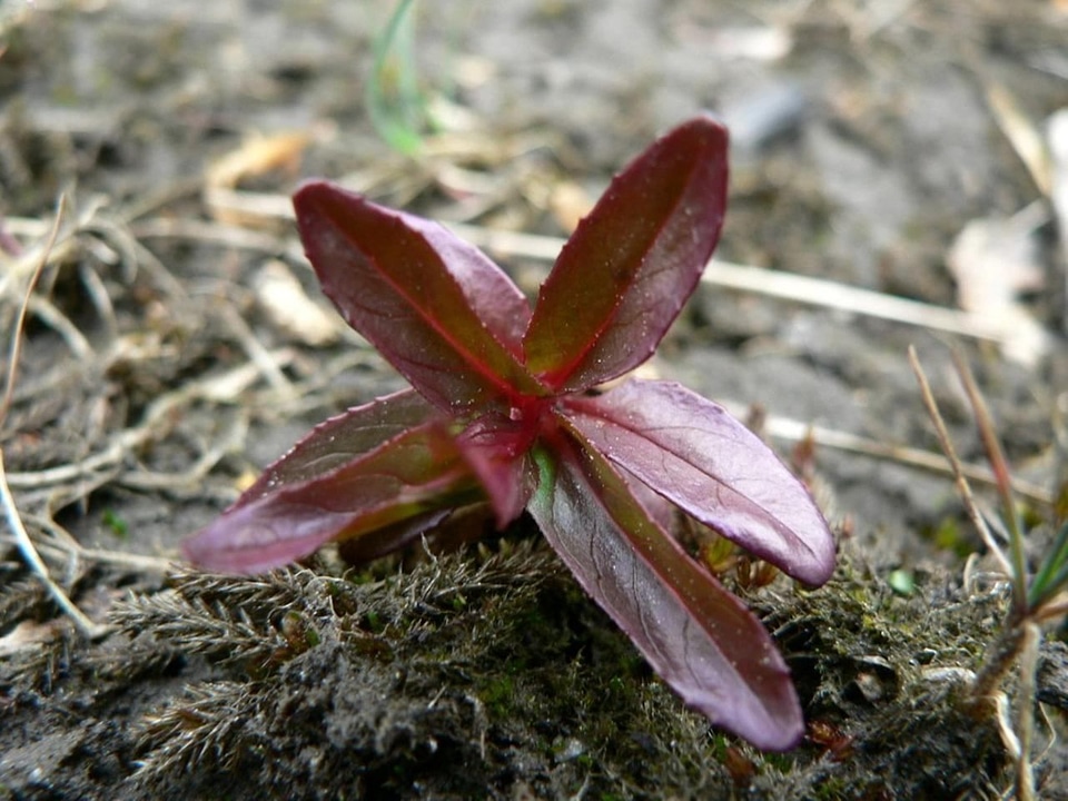 Bloom bud plant