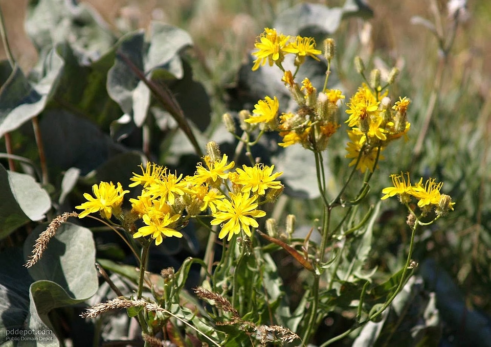 Crops flowers hill