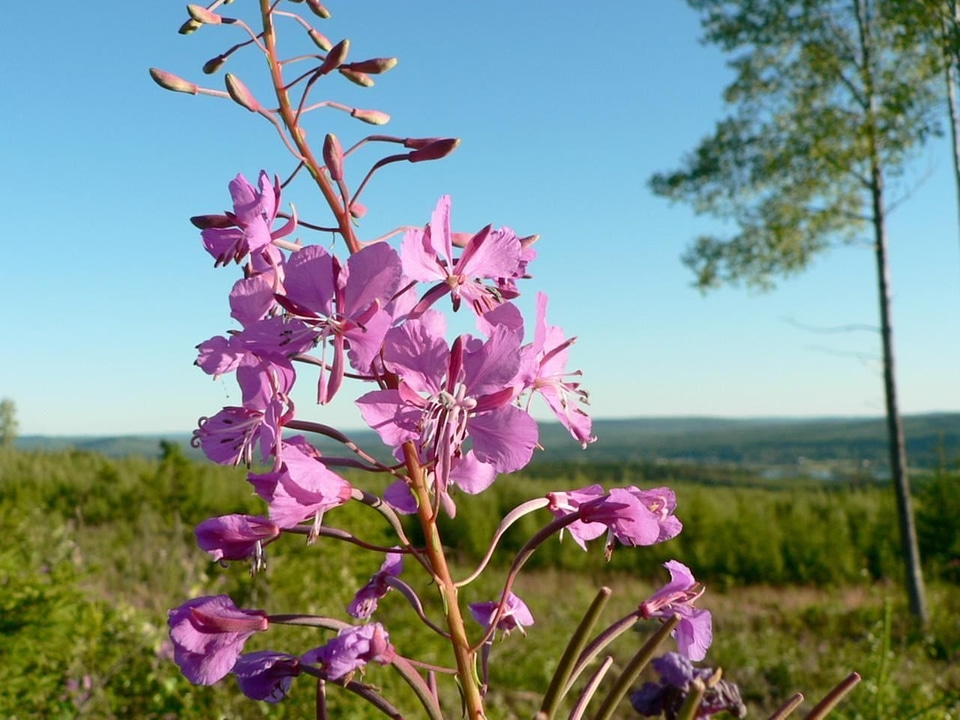 Chamaenerion Angustifolium rosebay 