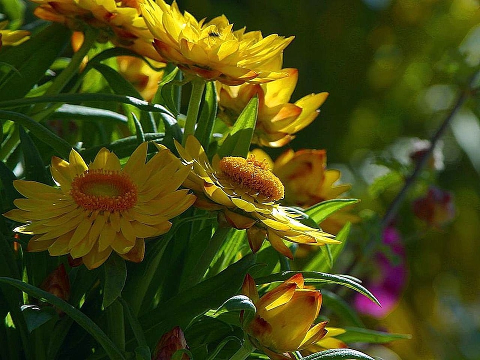 Flowers grass plants yellow