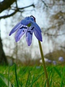 Bloom siberian squill photo