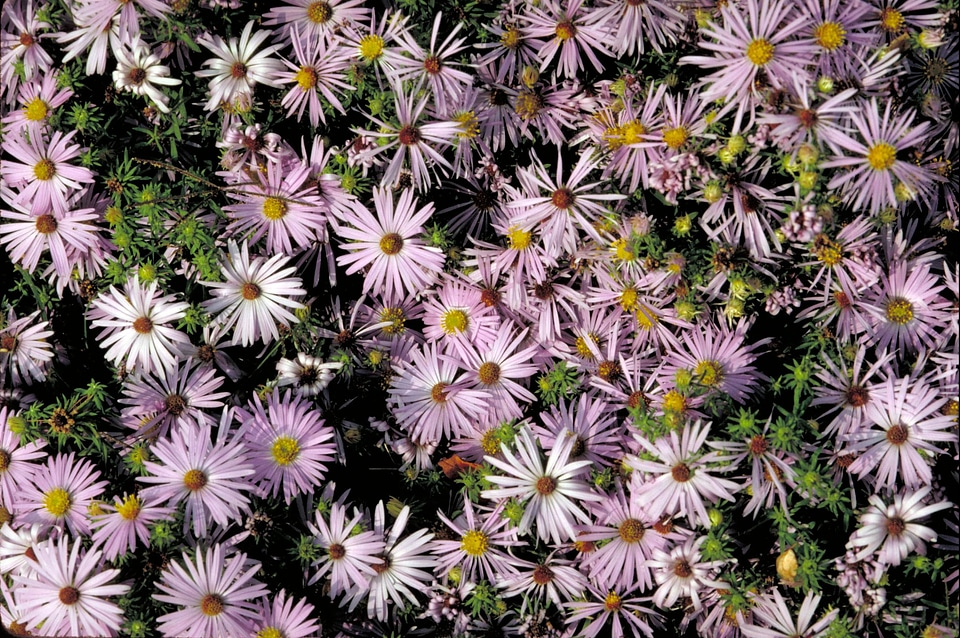 Flowers many shoot