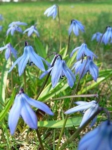 Flowers siberian squill photo