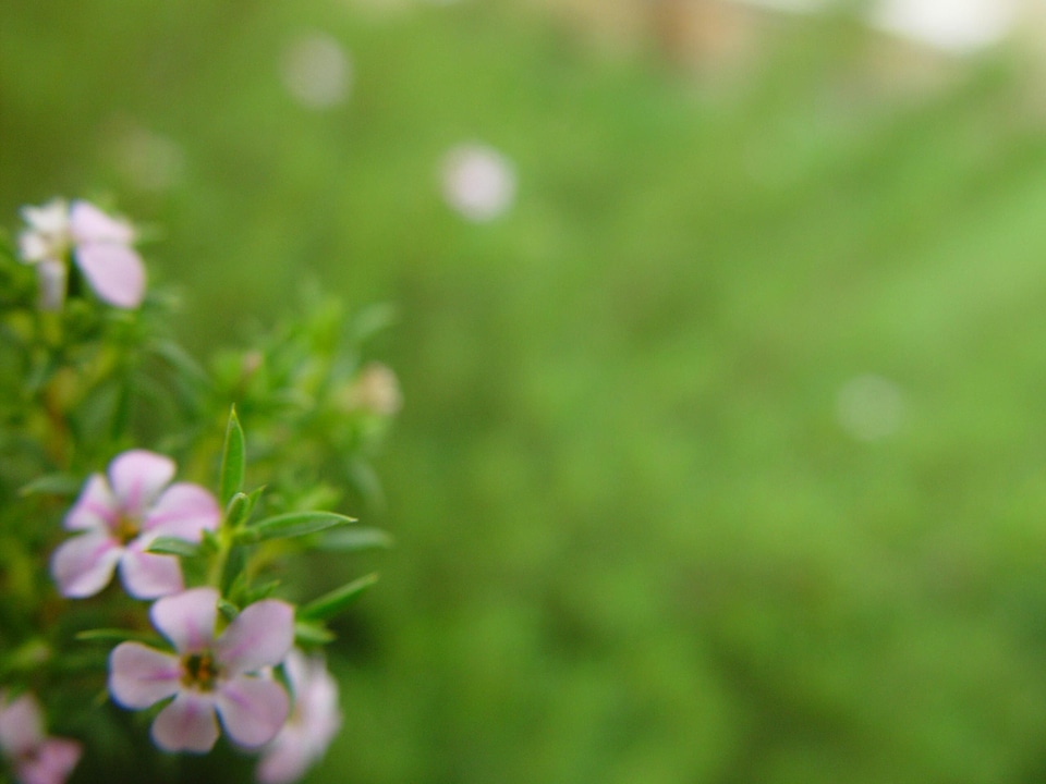Background flowers greenery