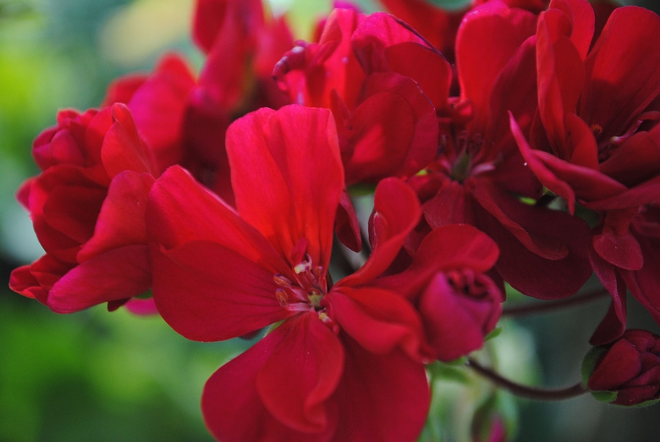 Flowers macro red