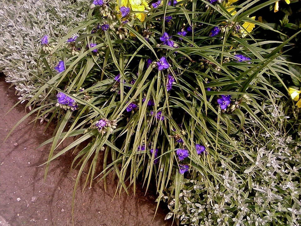 Blue flowers little