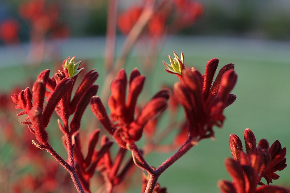 Haemodoraceae kangaroo plant