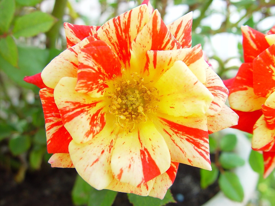Bloom gold red