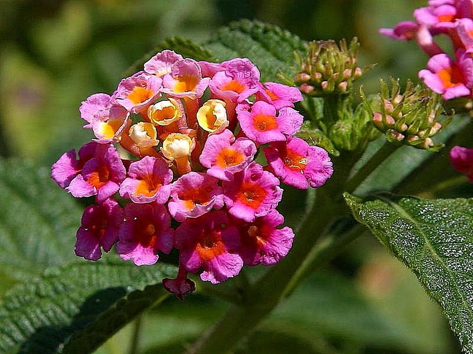 Flowers red viola