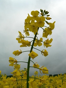 Bloom canola plant photo