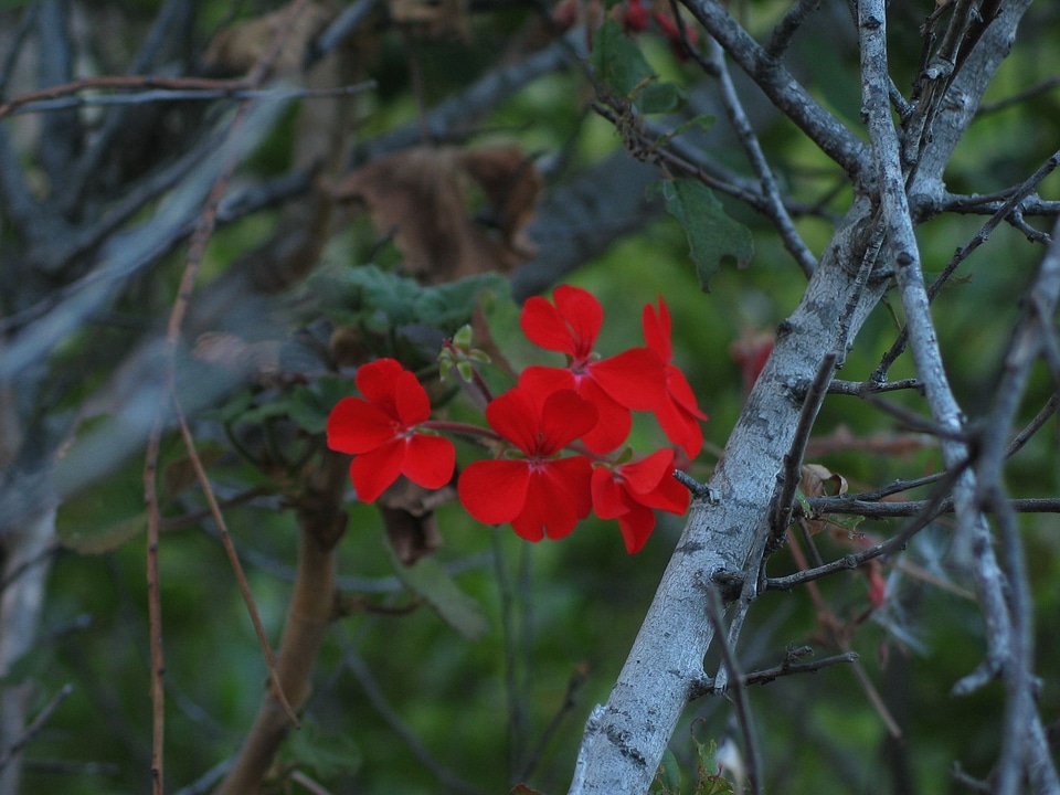 Bloom blossoming red