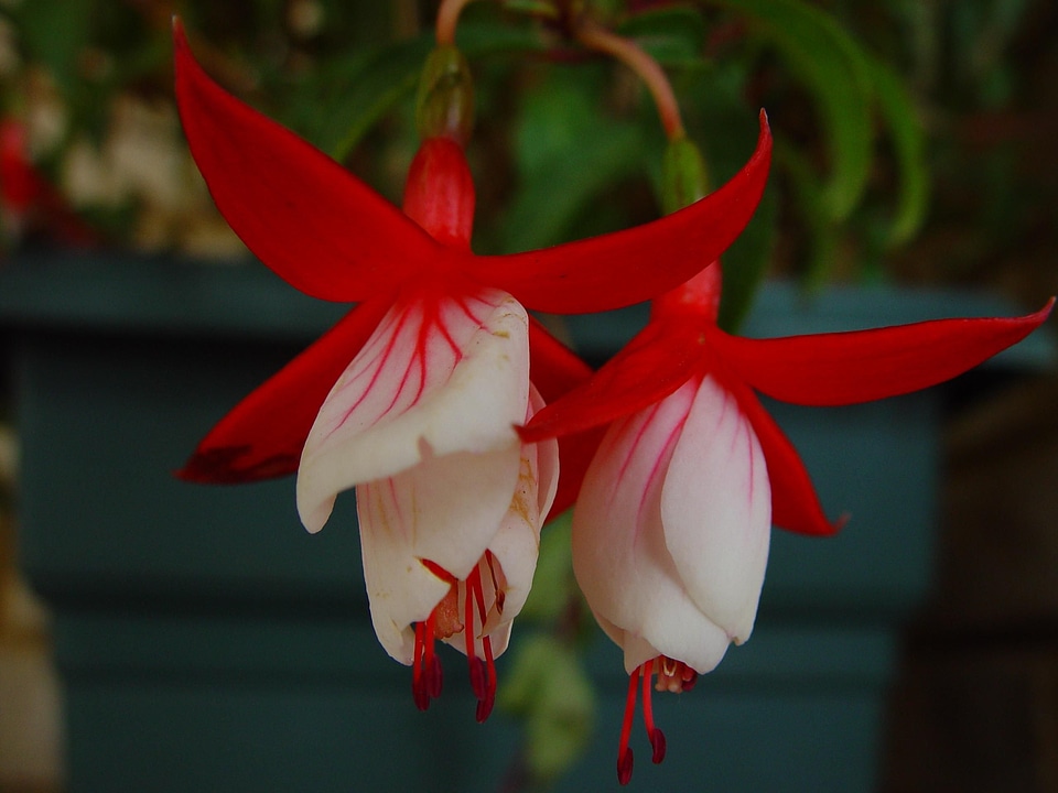 Beautiful Photo bloom blossoming