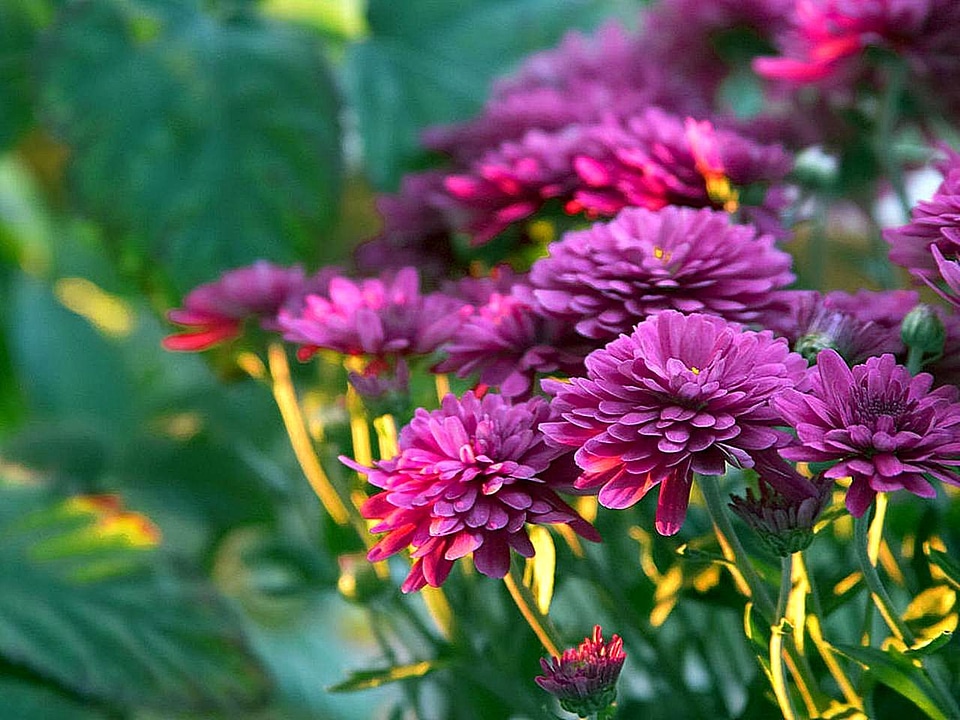 Flowers viola photo