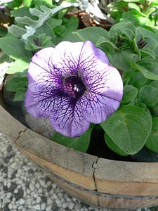 Bloom petunia viola photo