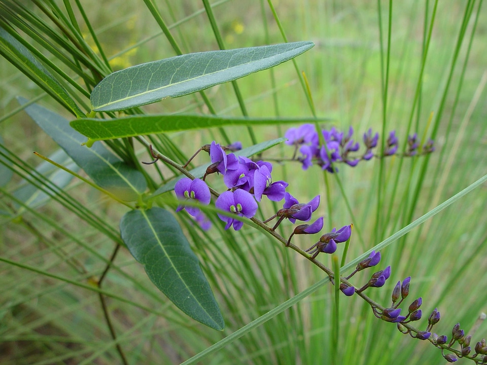 Bloom creeper native
