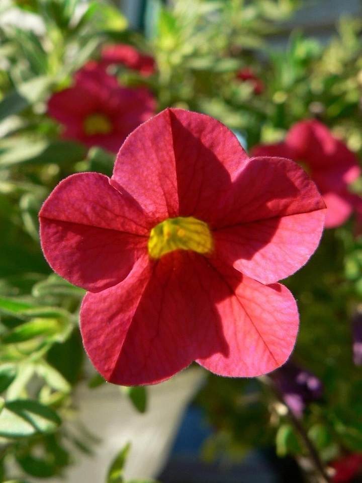 Bloom grass plants red