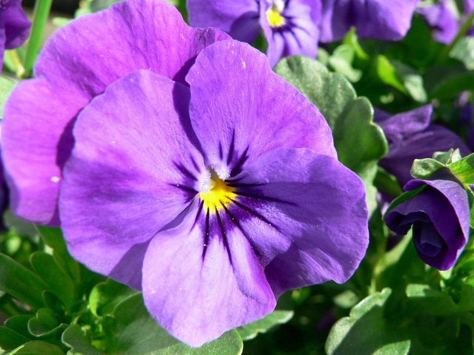 Bloom purplish viola