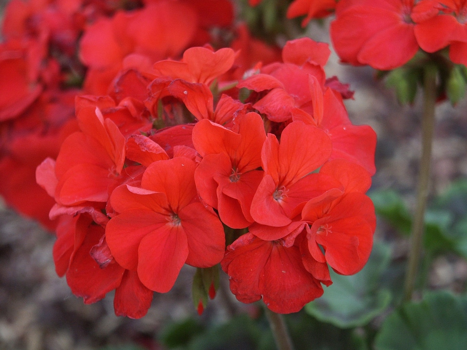 Blossoming dirt flowers