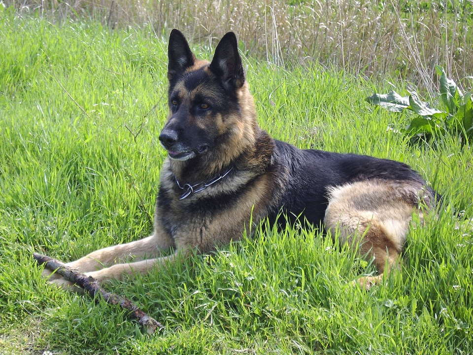 German shepherd grass dog