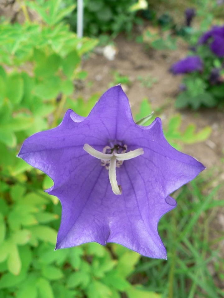 Bloom definition viola