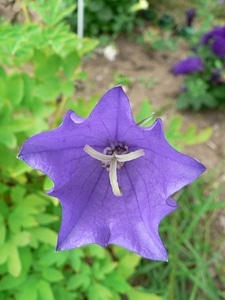 Bloom definition viola photo