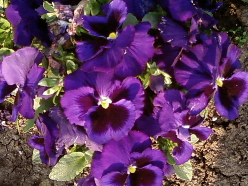 Bloom park viola