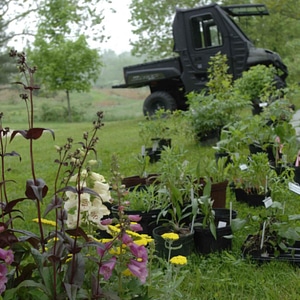 Crops flowers pots