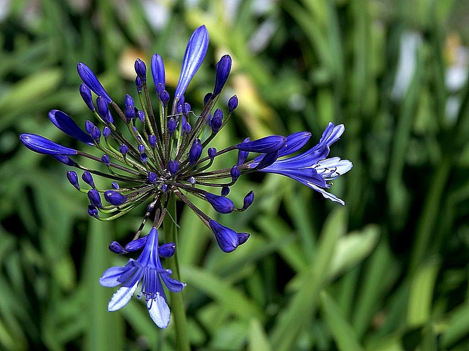 Bloom grass plants viola