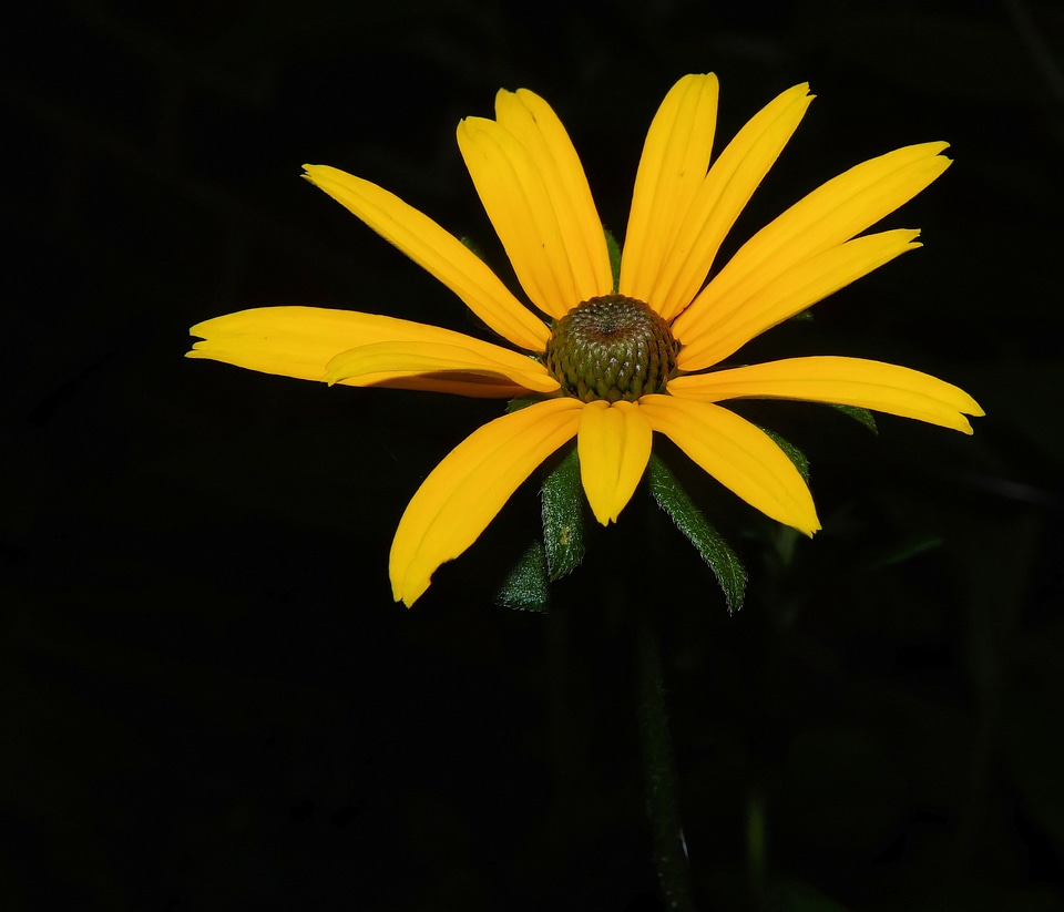 Yellow close up bloom