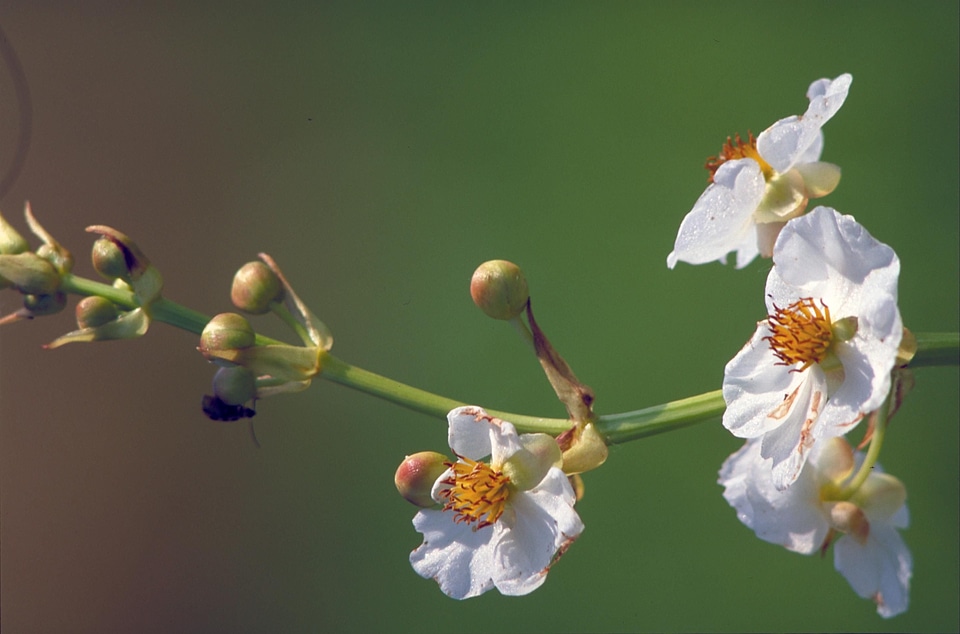 Flowers plant potato