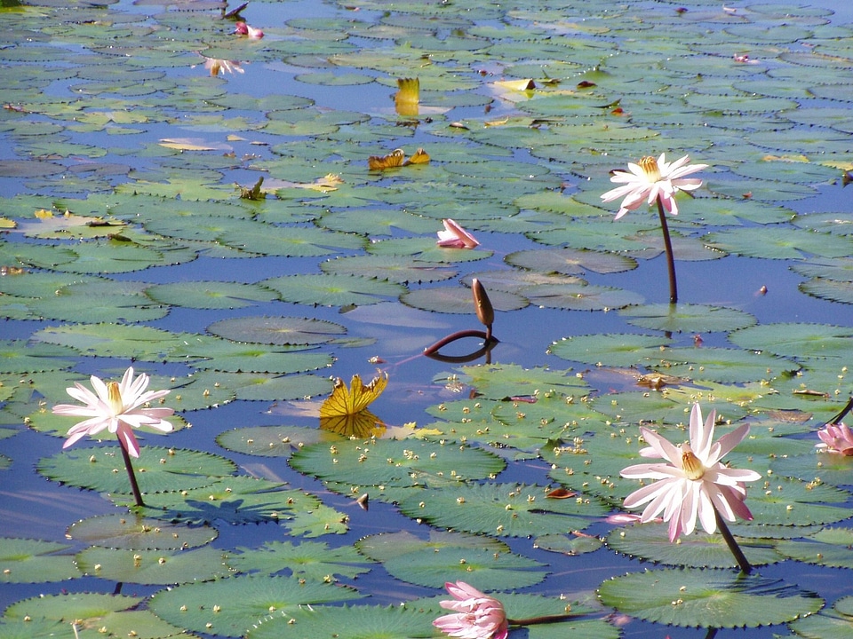 Bloom pond 