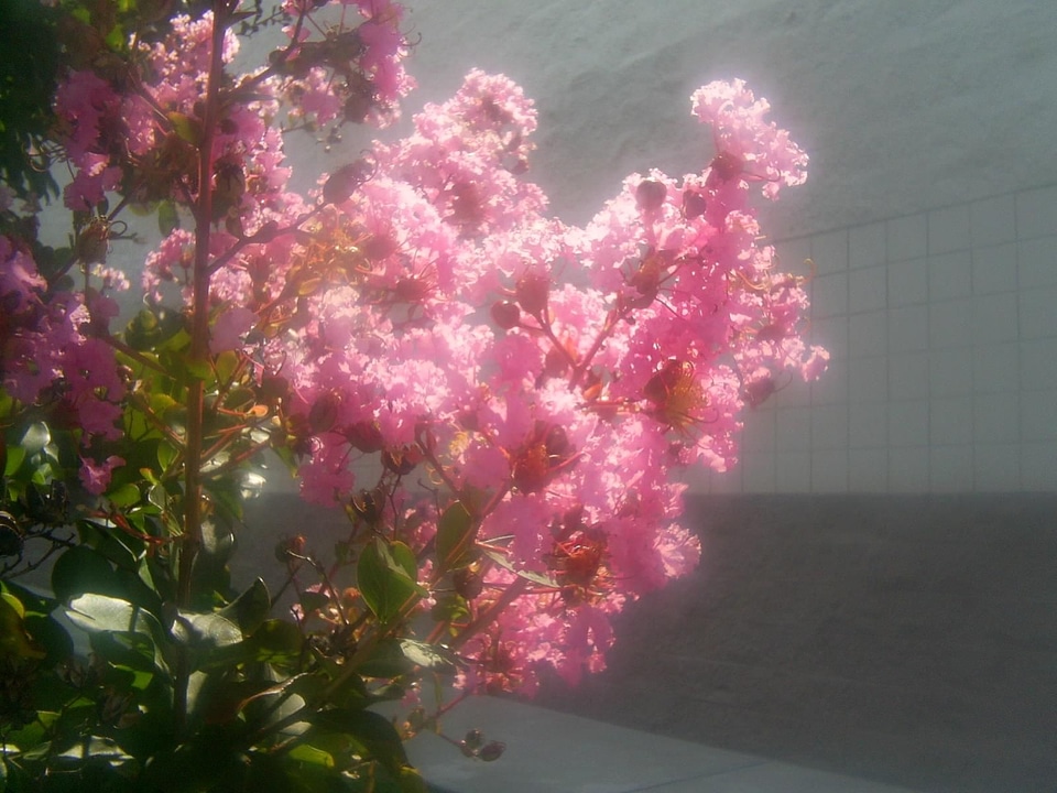 Bottom crape flowers