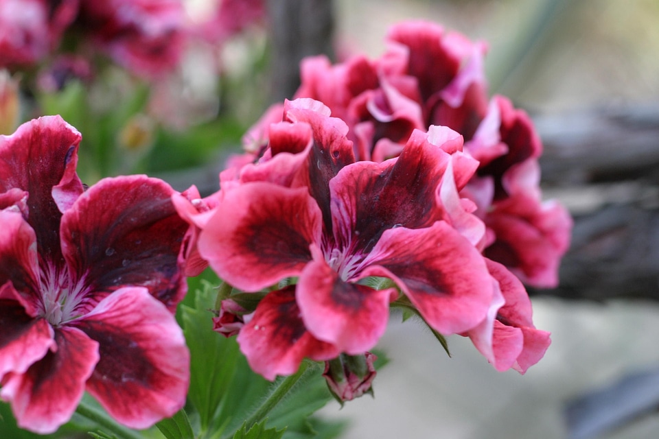 Flowers mountain pink