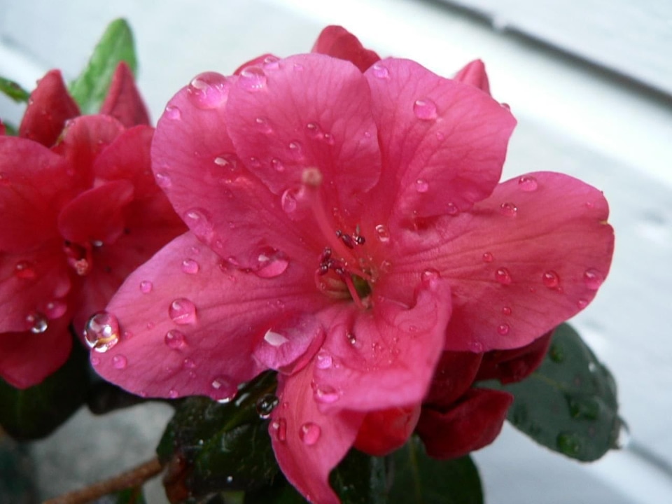 Azalea bloom japanese