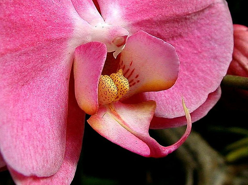 Crops flowers pink