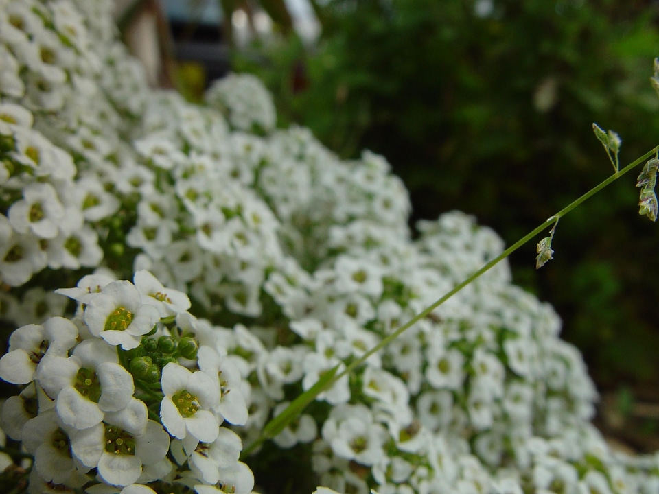 Flowers perspective white