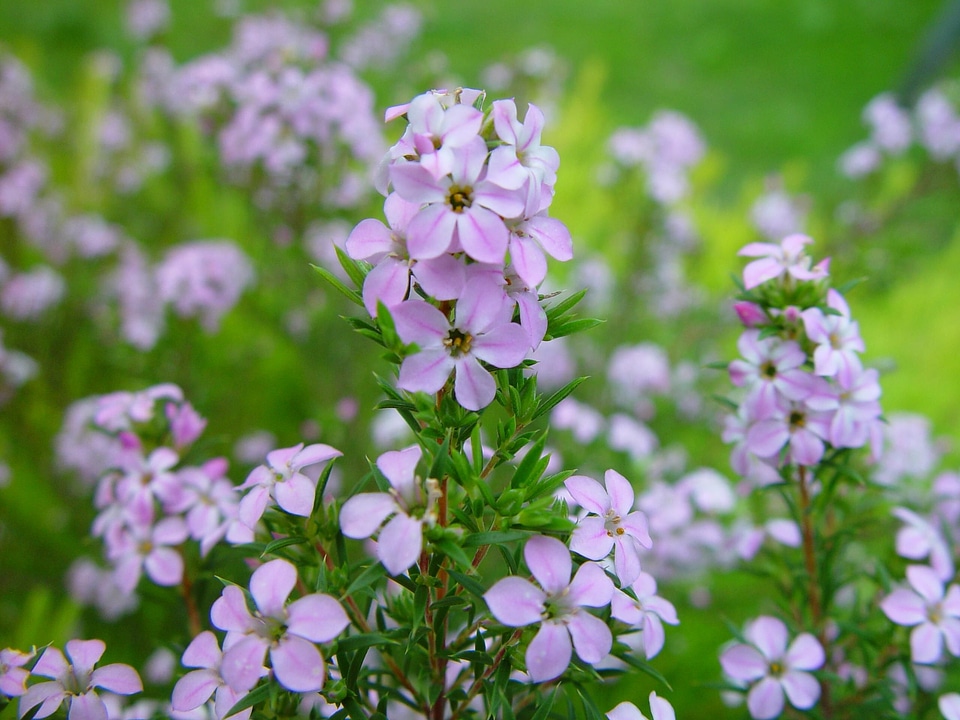 Bloom pink photo