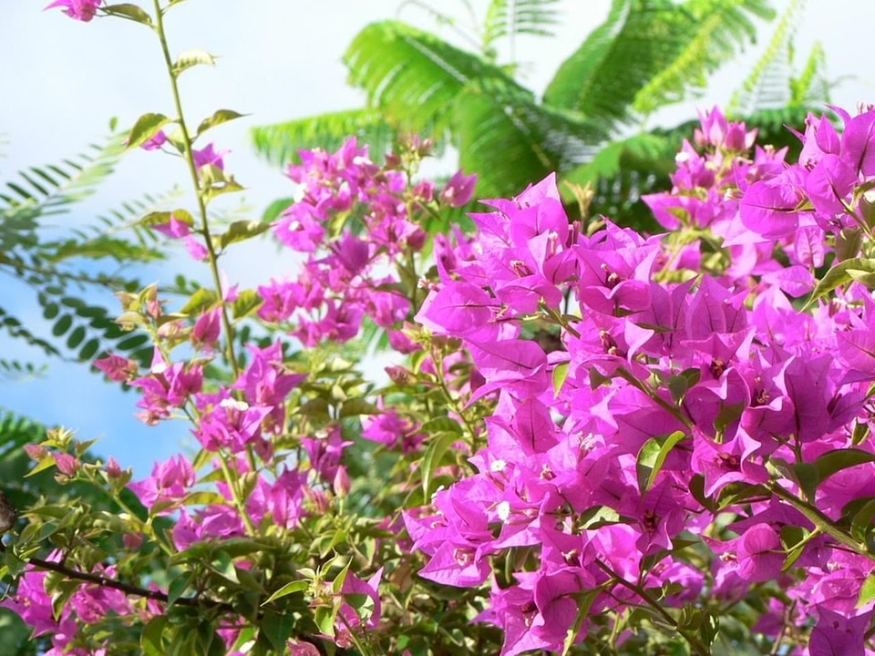 Bush flowers pink