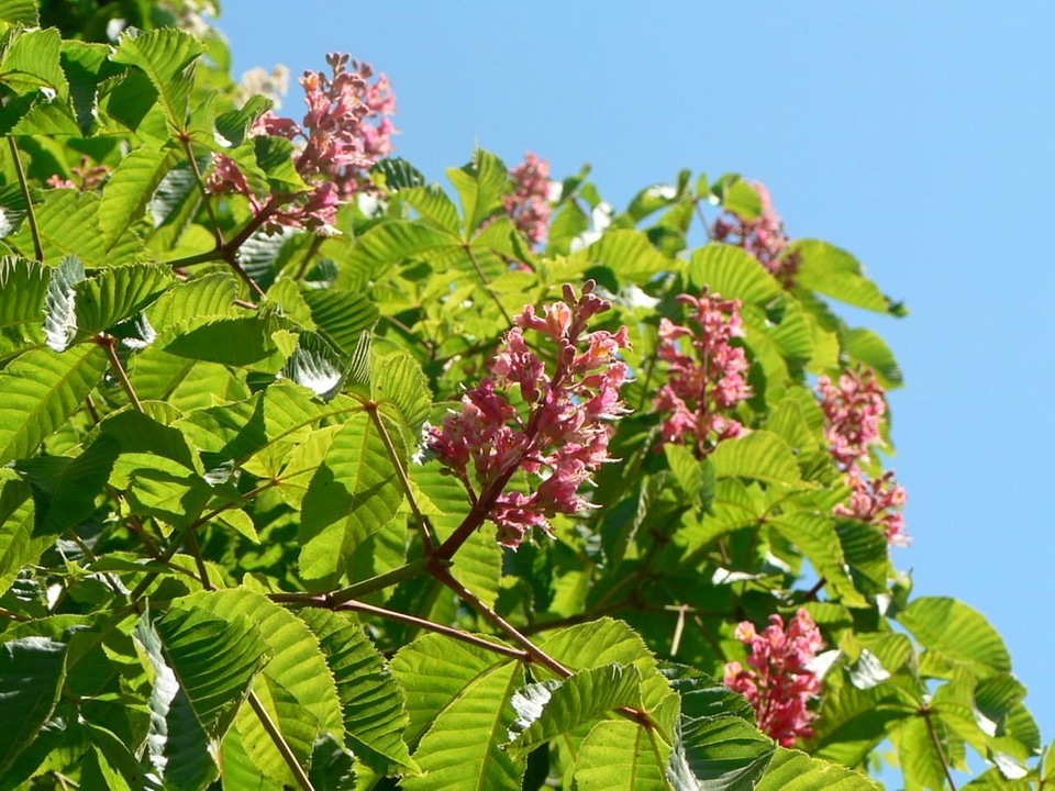 Chestnut flowers pink