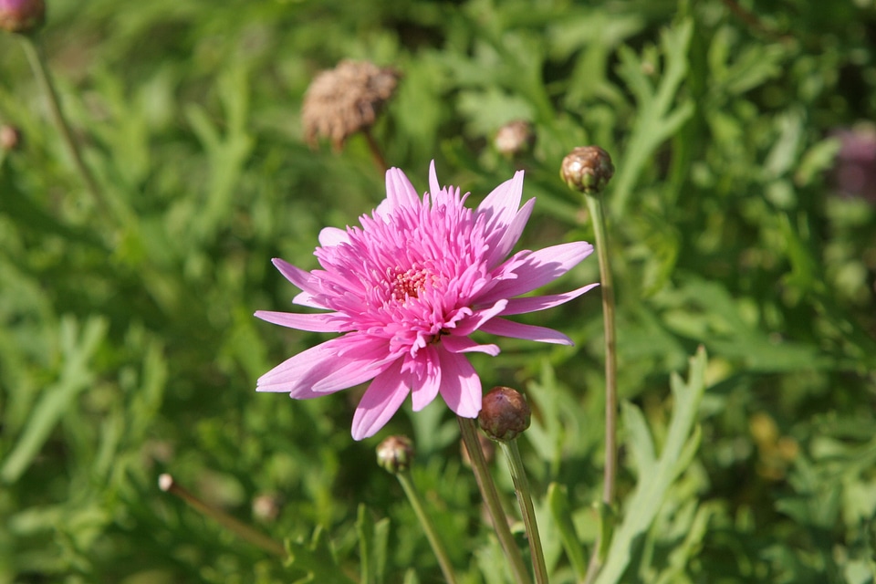 Background bloom greenery